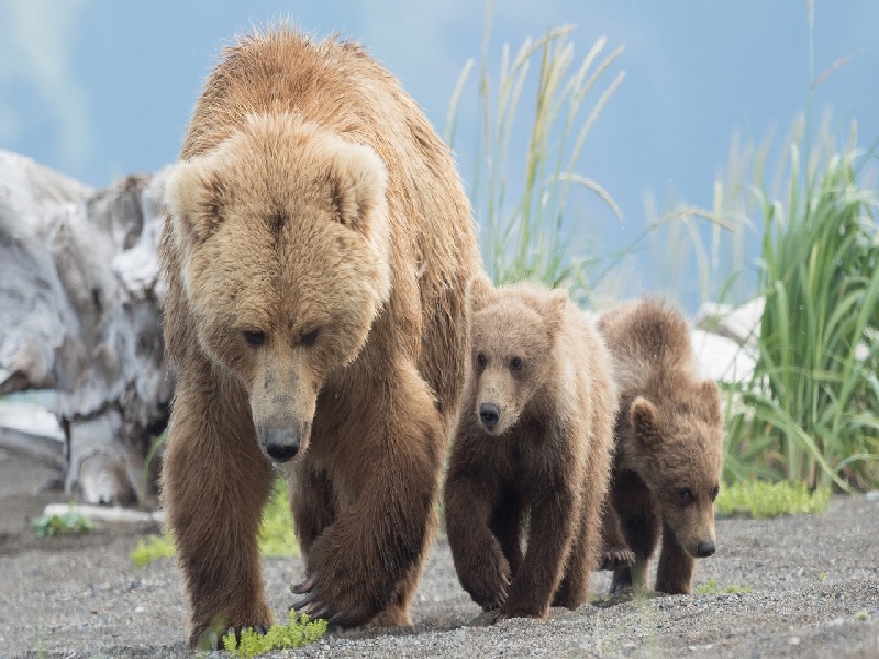 试管冻胚移植检查(总医院试管宫腔镜)
